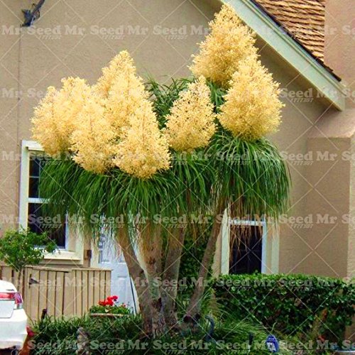 10PCS Pferdeschwanz-Palme Samen Exotische Pflanzen Bonsai-Baum-tropische Zierblumenevergreen Blumentopf Für Hausgarten